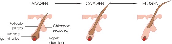 Anageeni, katageeni ja telogeeni