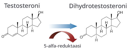 Testosteroni, 5-alfa-reduktaasi ja dihydrotestosteroni